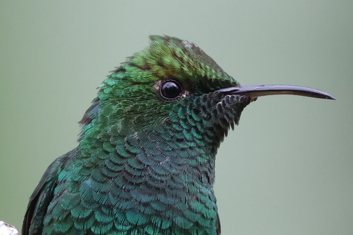kolibřík měděnohlavý - ML615392107