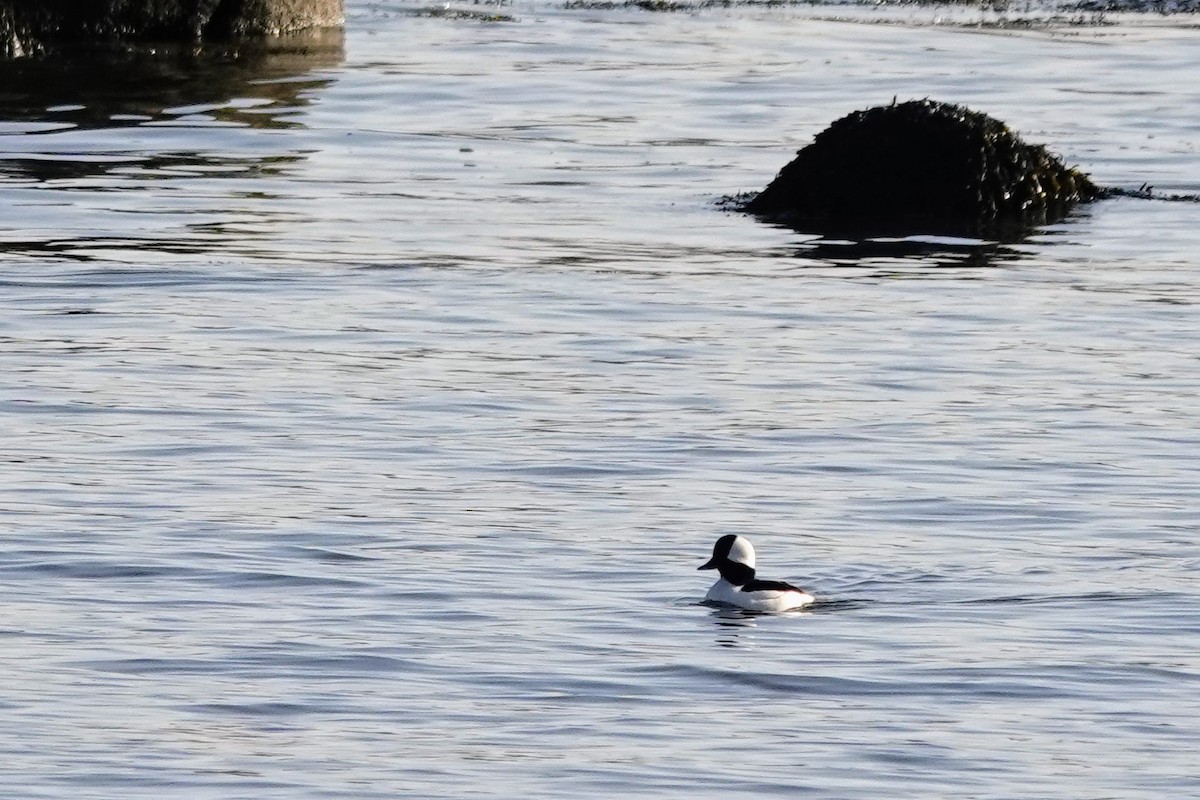 Bufflehead - Celeste Echlin