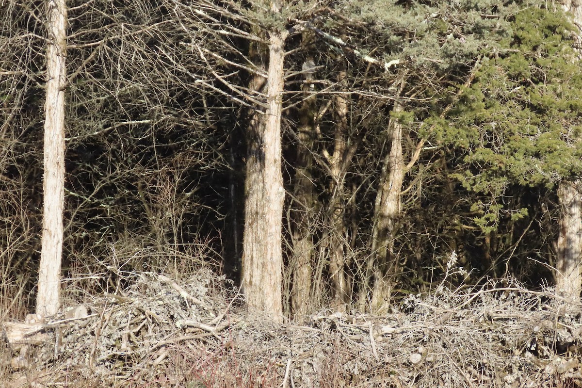 Cooper's Hawk - Merrie Perron