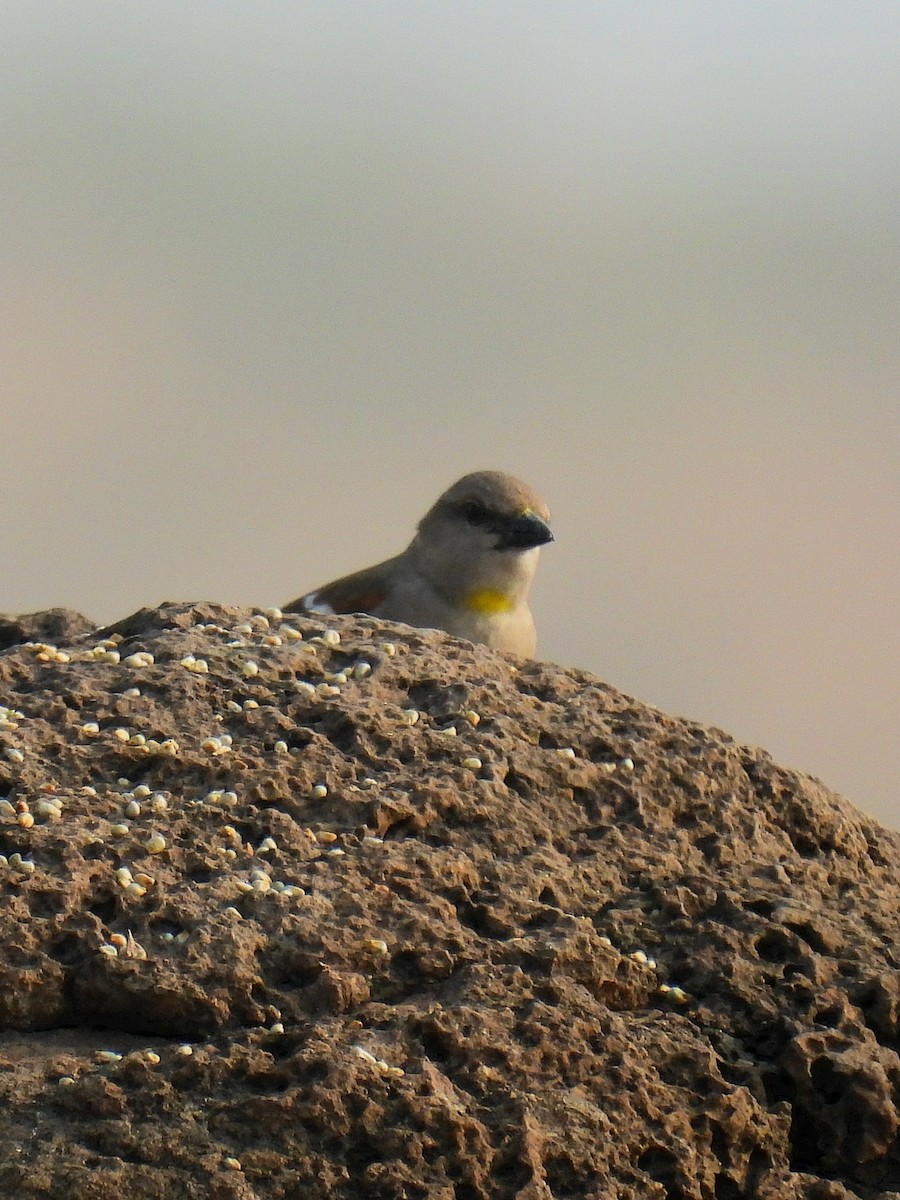 Moineau à gorge jaune - ML615392176