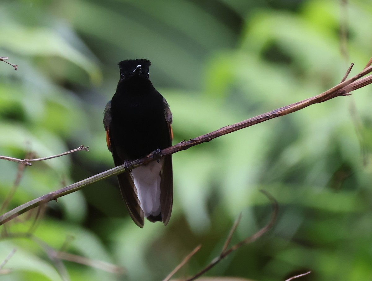 Black-bellied Hummingbird - ML615392178