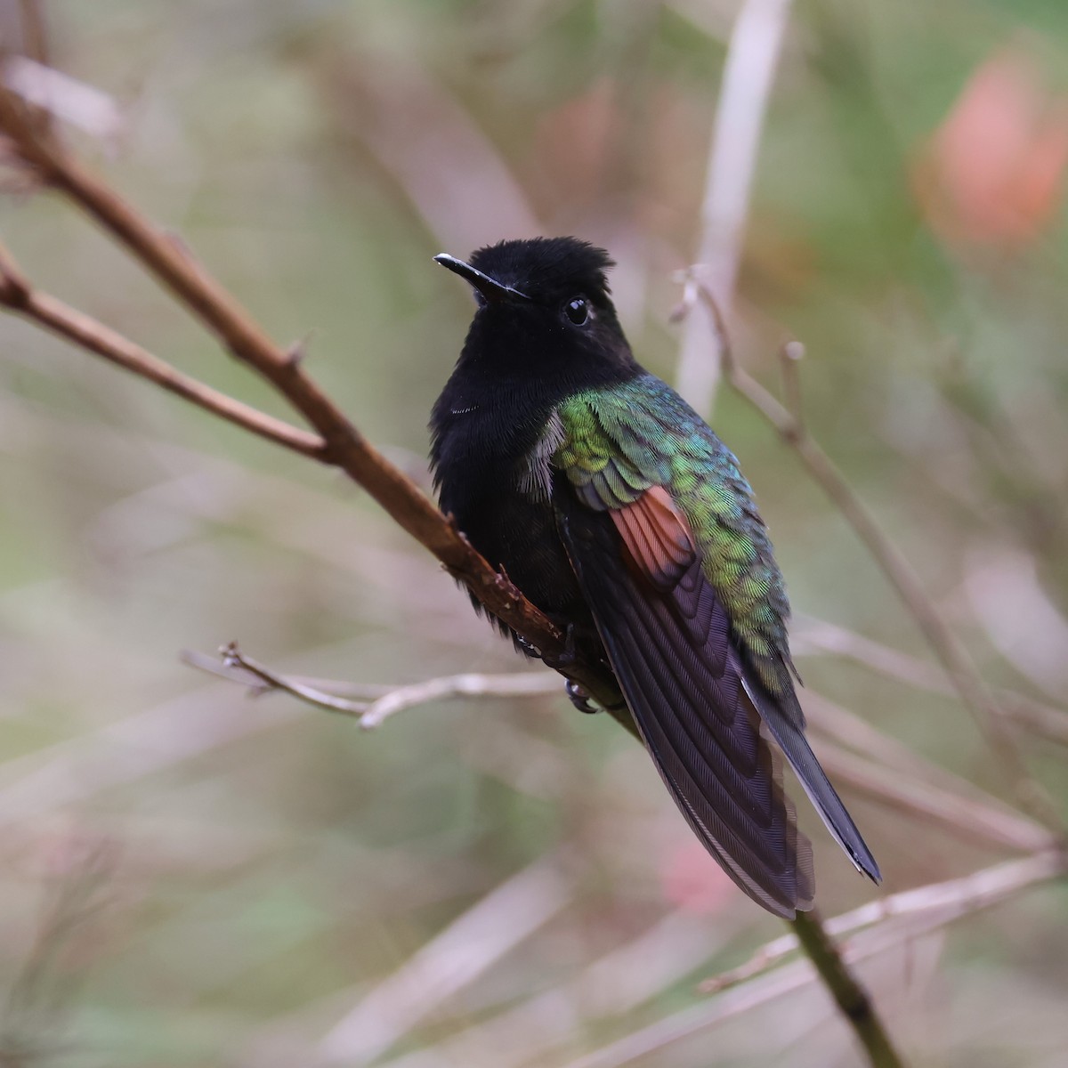 Black-bellied Hummingbird - ML615392182