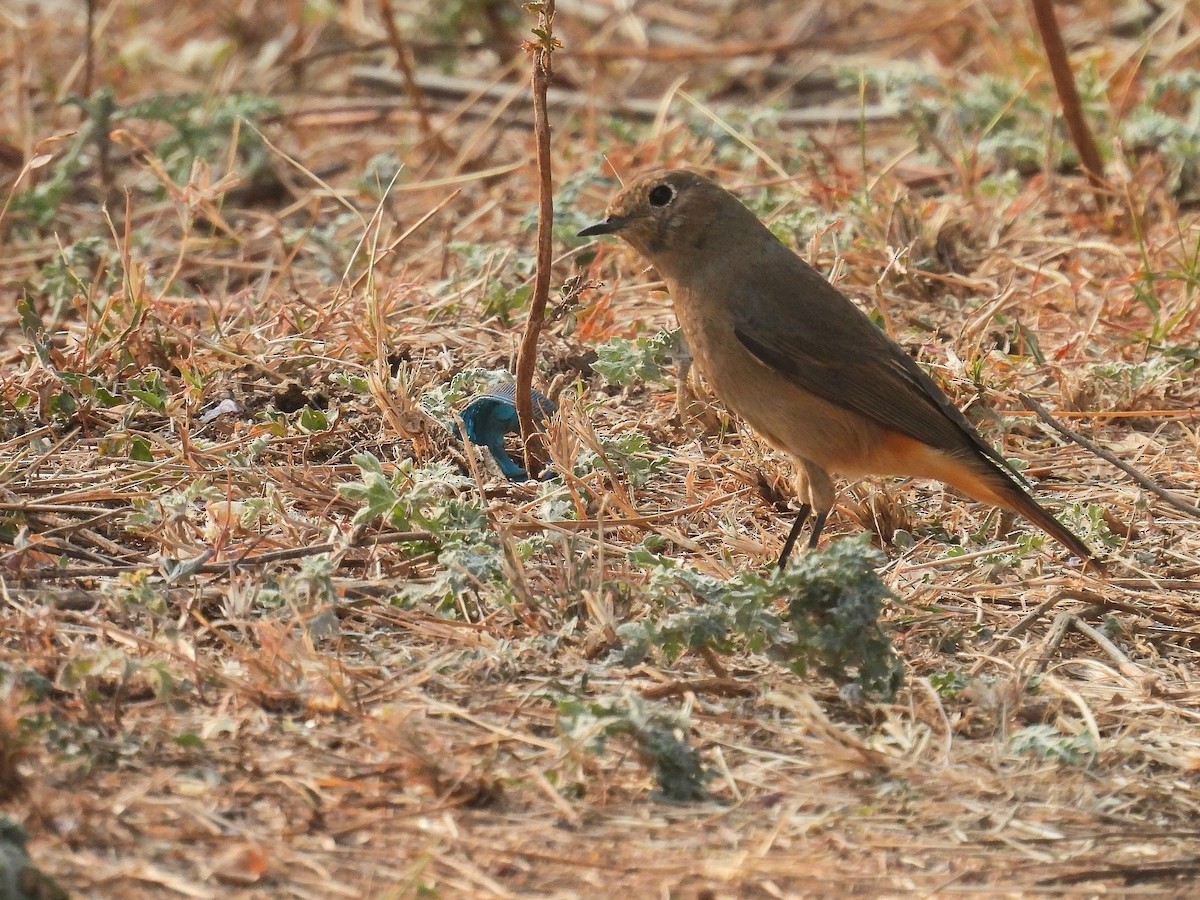 Black Redstart - Charuta Vaidya