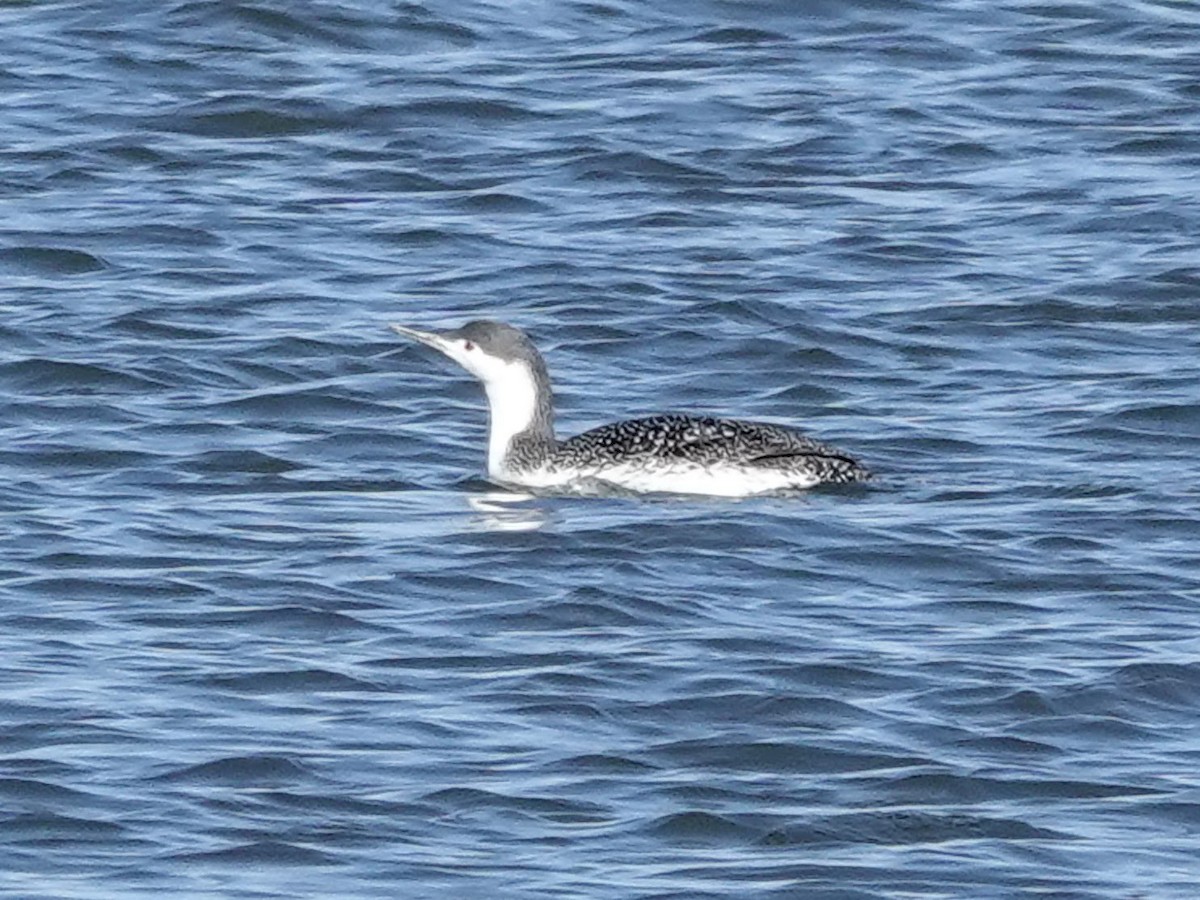 Red-throated Loon - ML615392200
