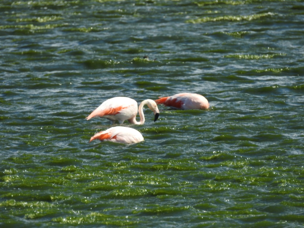 Chilean Flamingo - ML615392204