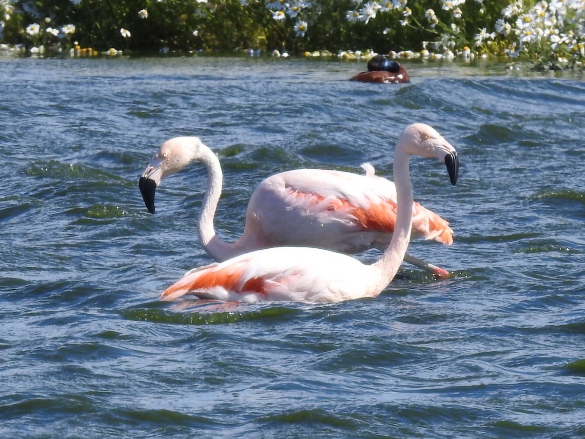 Chilean Flamingo - ML615392207