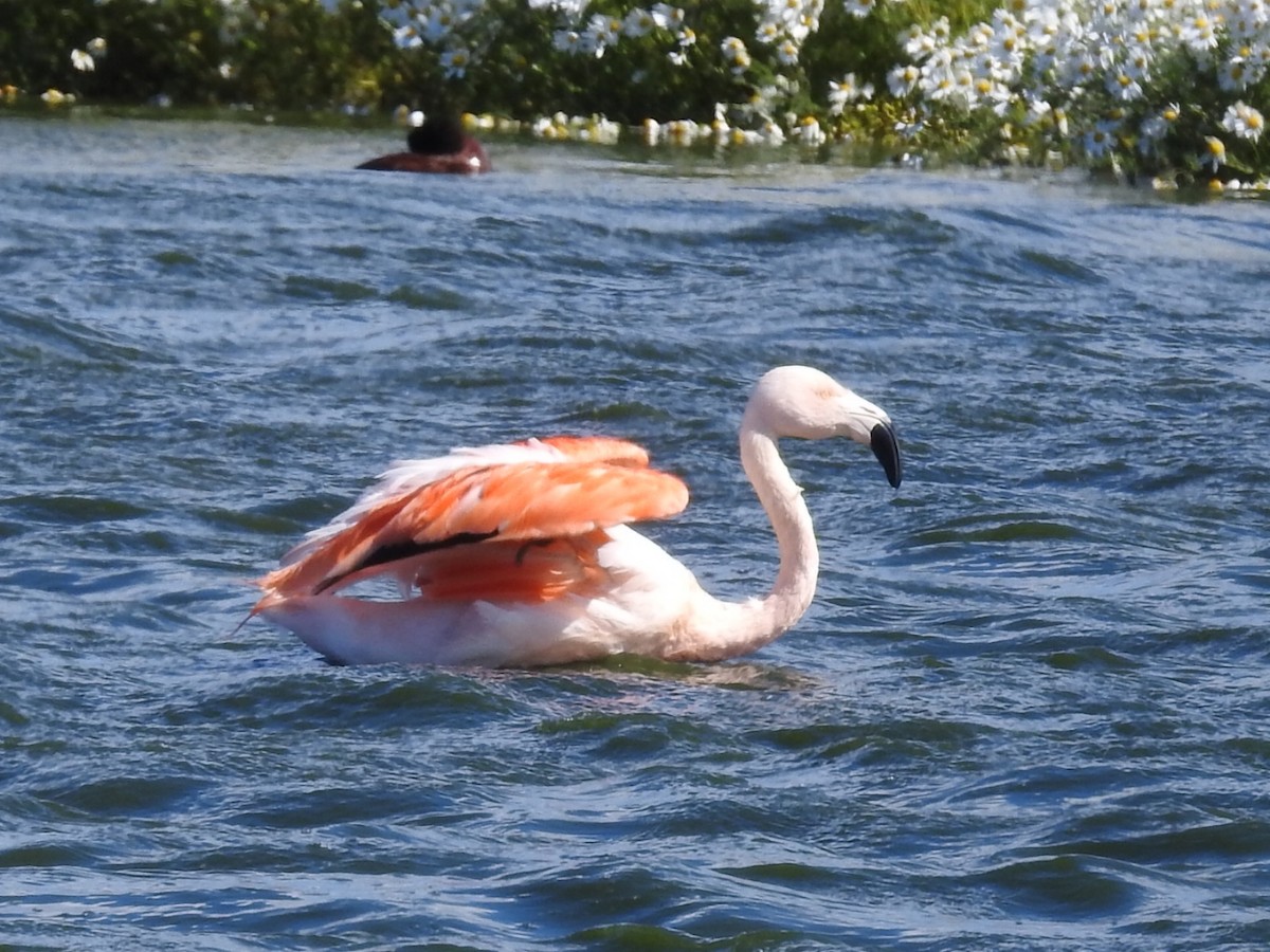 Chilean Flamingo - ML615392208