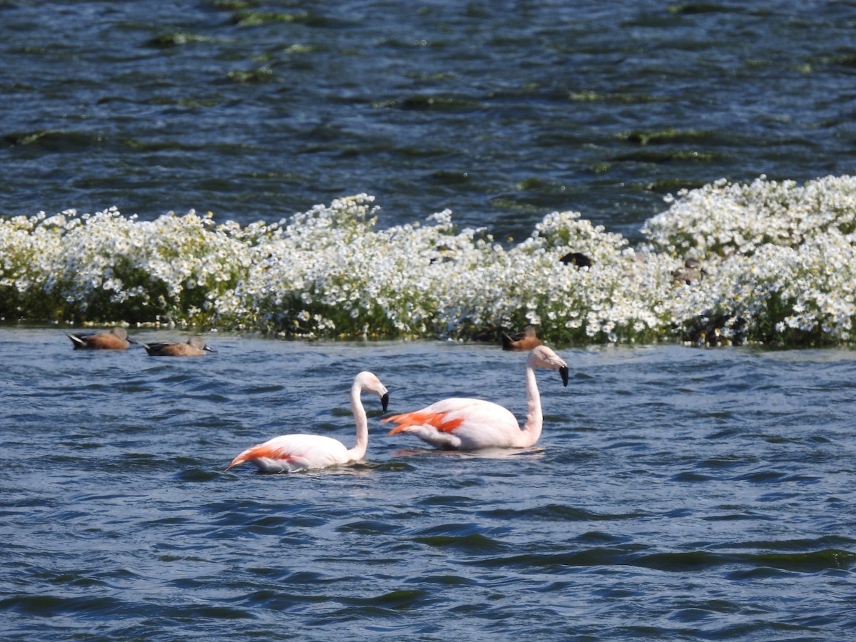 Chilean Flamingo - ML615392209