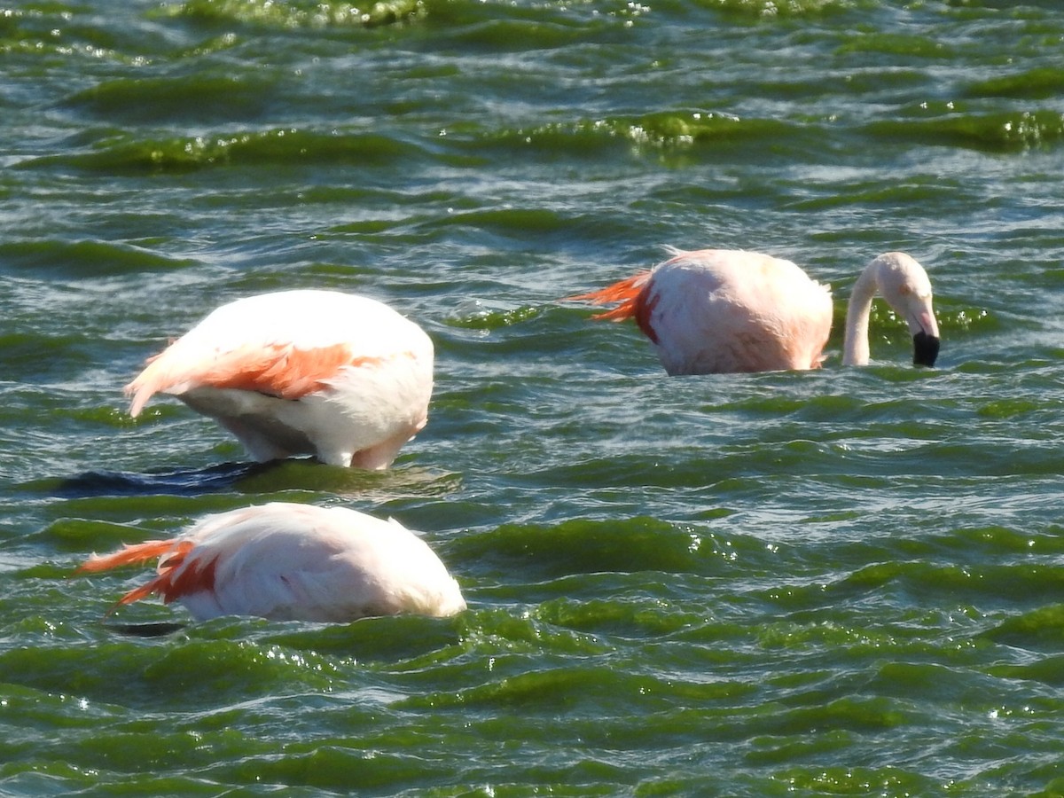 Chilean Flamingo - ML615392210