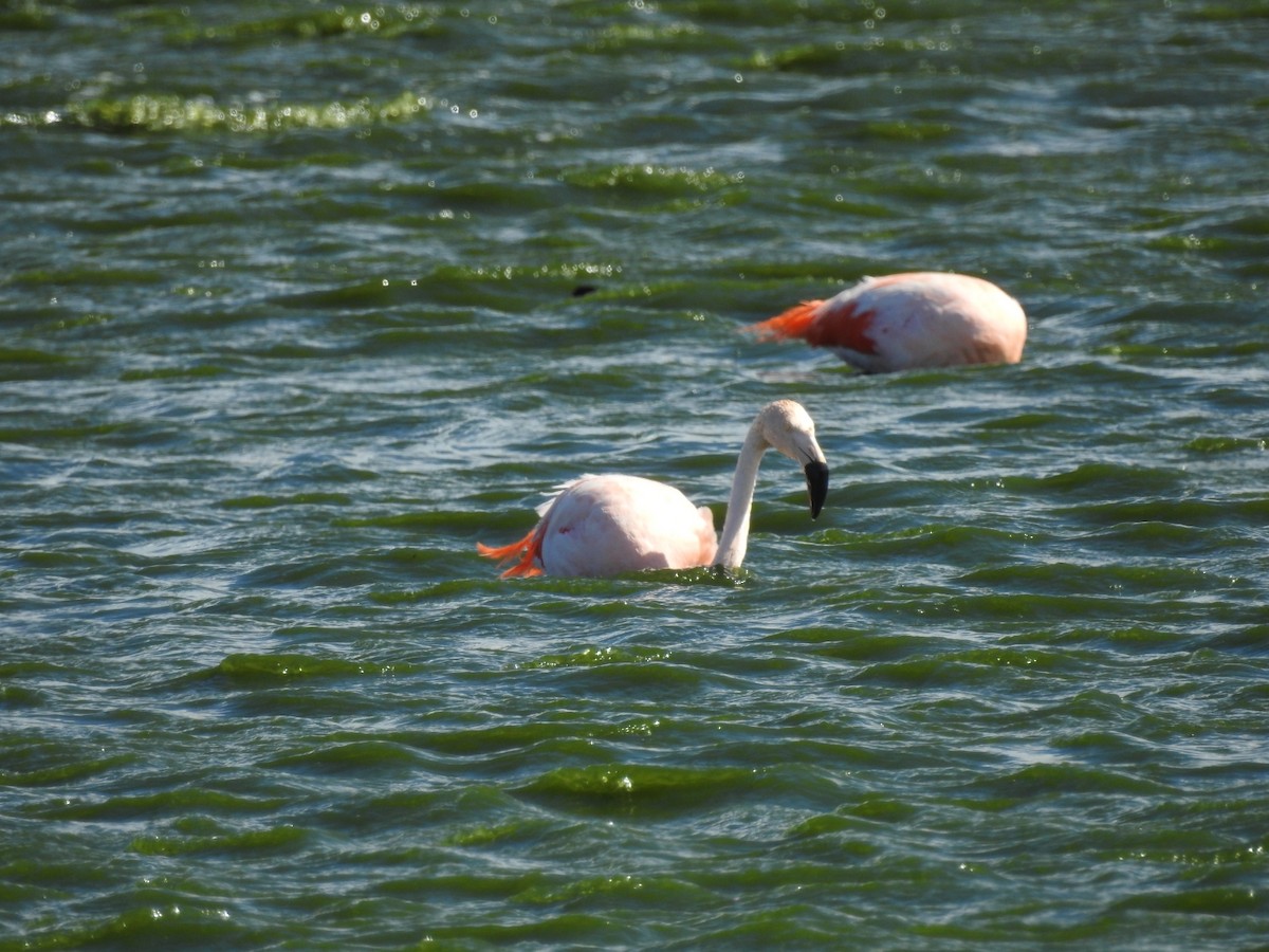 Chilean Flamingo - ML615392211