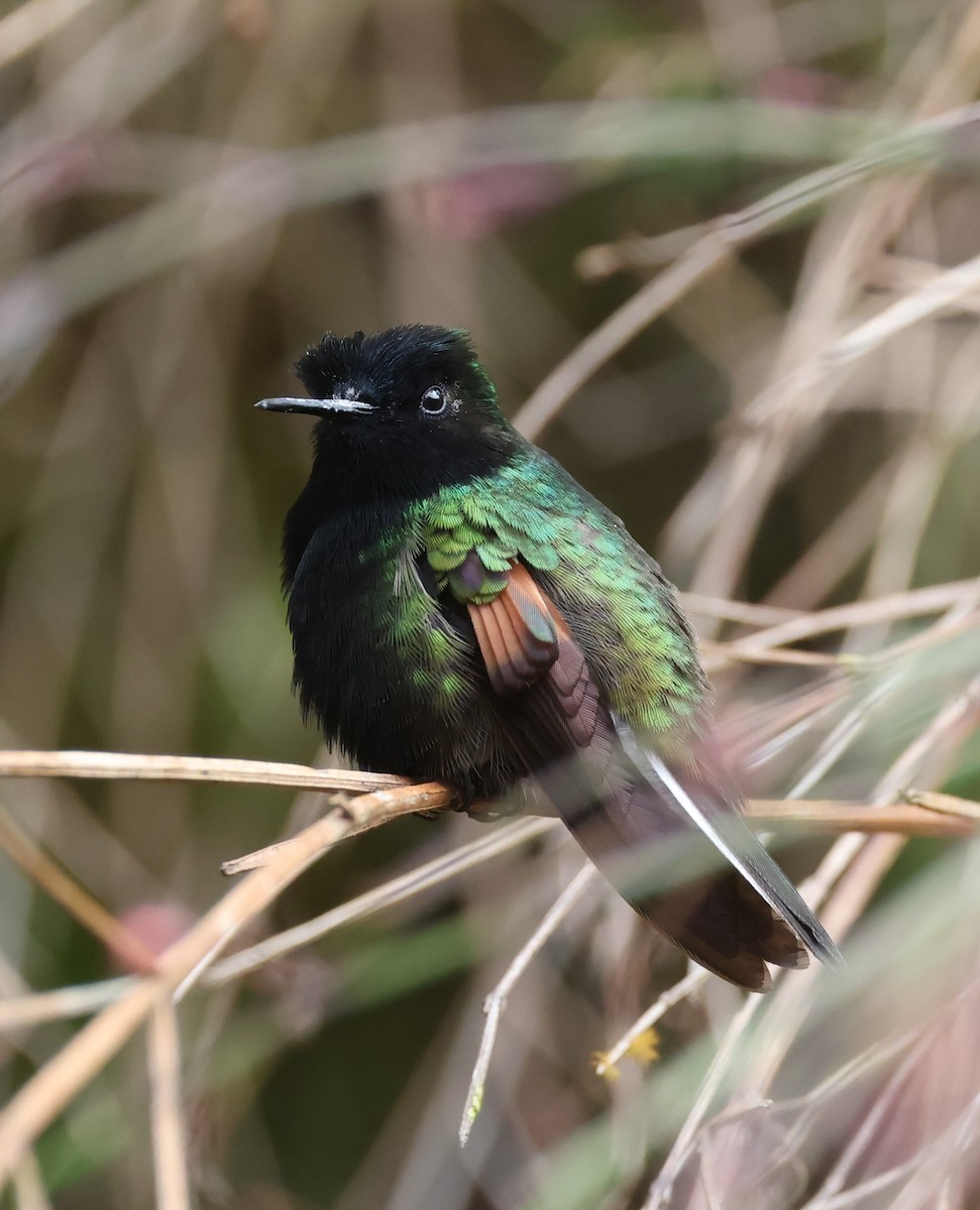 Black-bellied Hummingbird - ML615392224