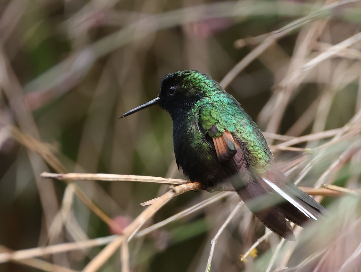 Black-bellied Hummingbird - ML615392225