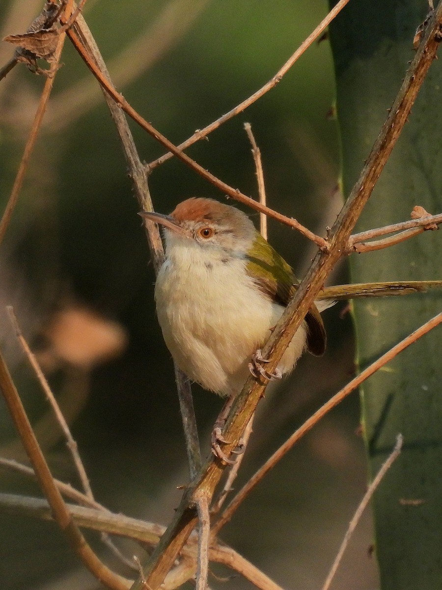 Rotstirn-Schneidervogel - ML615392230