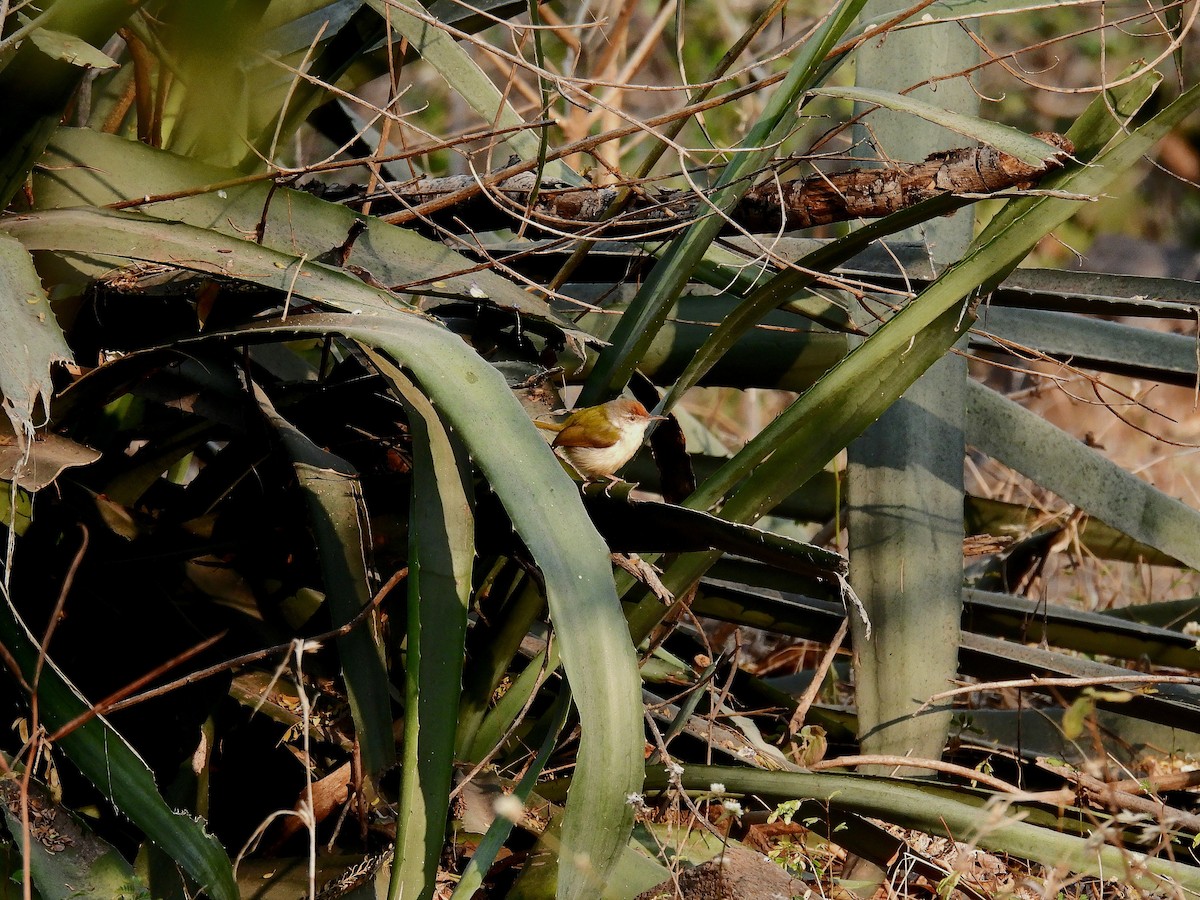 Common Tailorbird - Charuta Vaidya