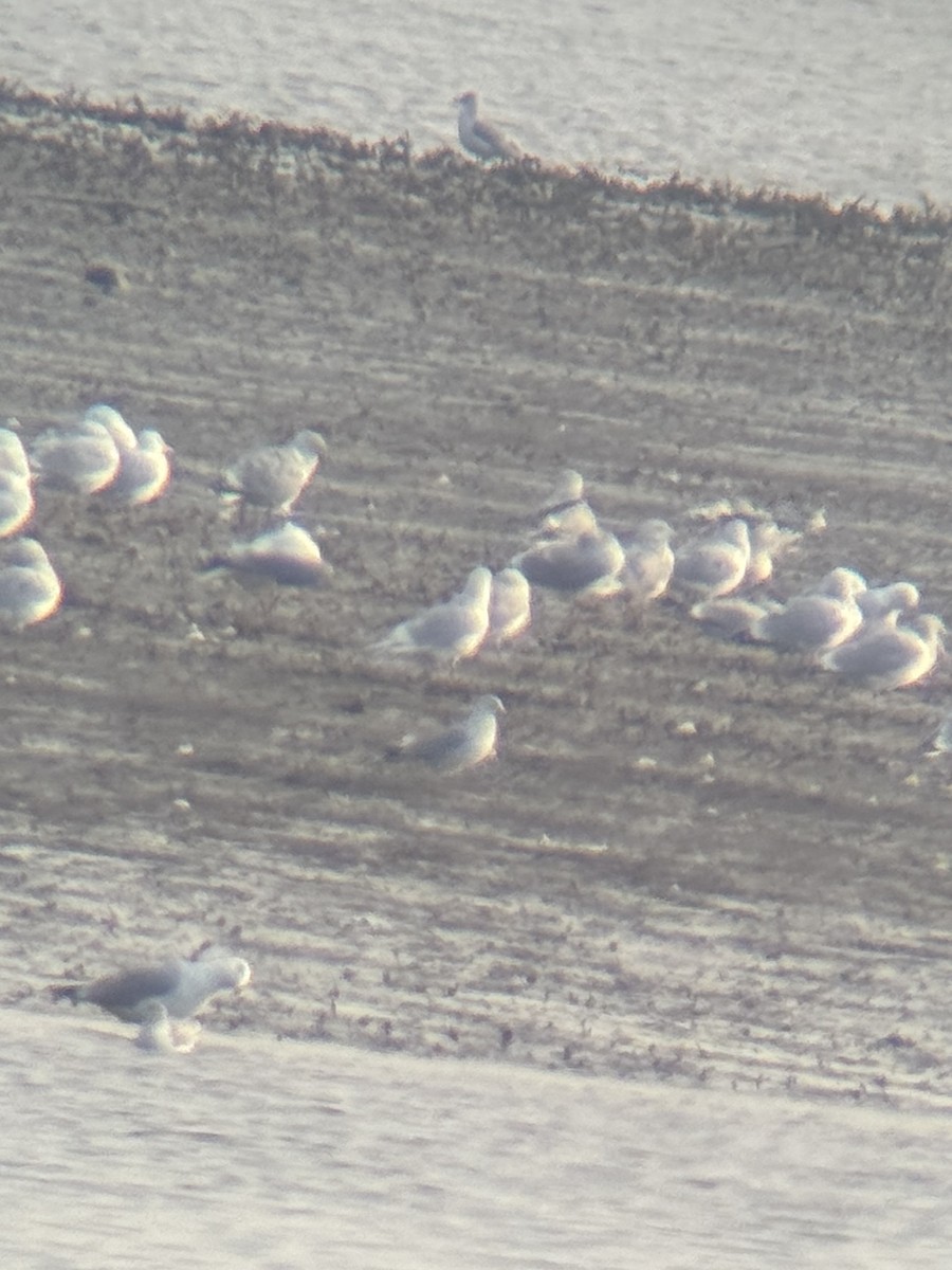 Iceland Gull (kumlieni/glaucoides) - ML615392238