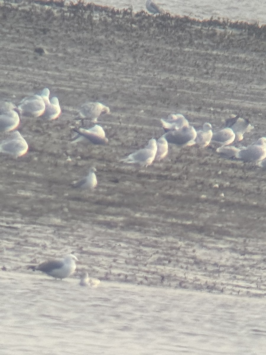 Iceland Gull (kumlieni/glaucoides) - ML615392239