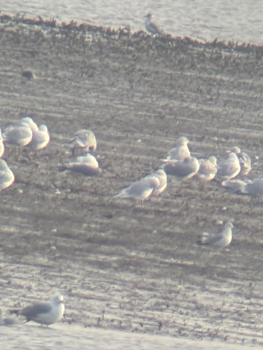 Iceland Gull (kumlieni/glaucoides) - ML615392240