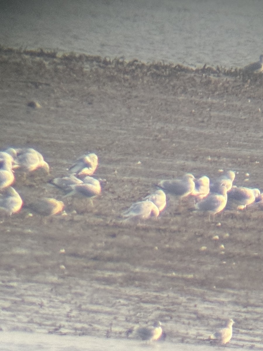 Iceland Gull (kumlieni/glaucoides) - Benjamin Filreis