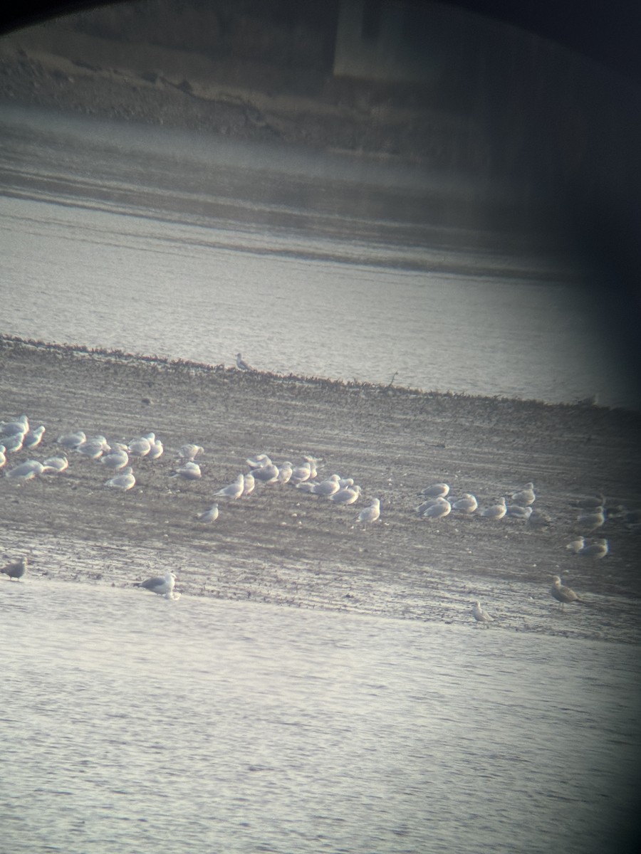 Iceland Gull (kumlieni/glaucoides) - ML615392242