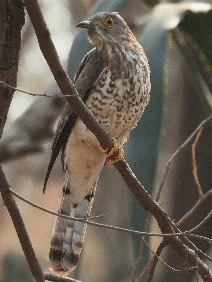 Common Hawk-Cuckoo - Charuta Vaidya