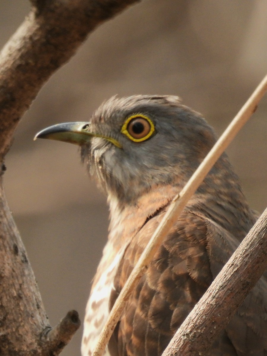 Common Hawk-Cuckoo - Charuta Vaidya