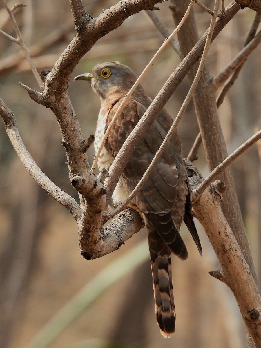 Common Hawk-Cuckoo - Charuta Vaidya