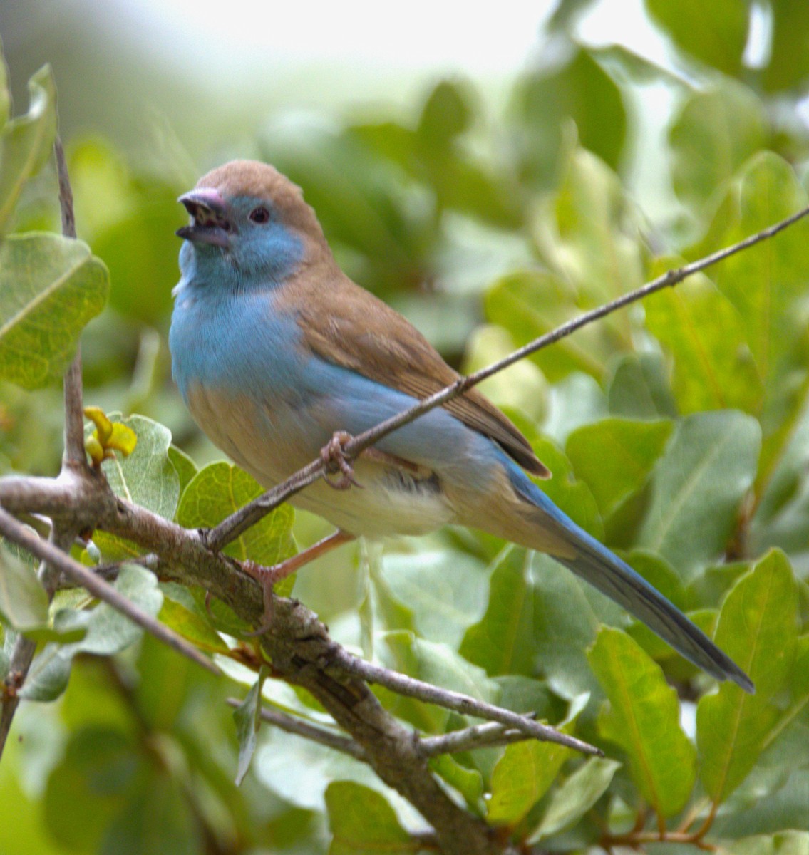 Southern Cordonbleu - ML615392254