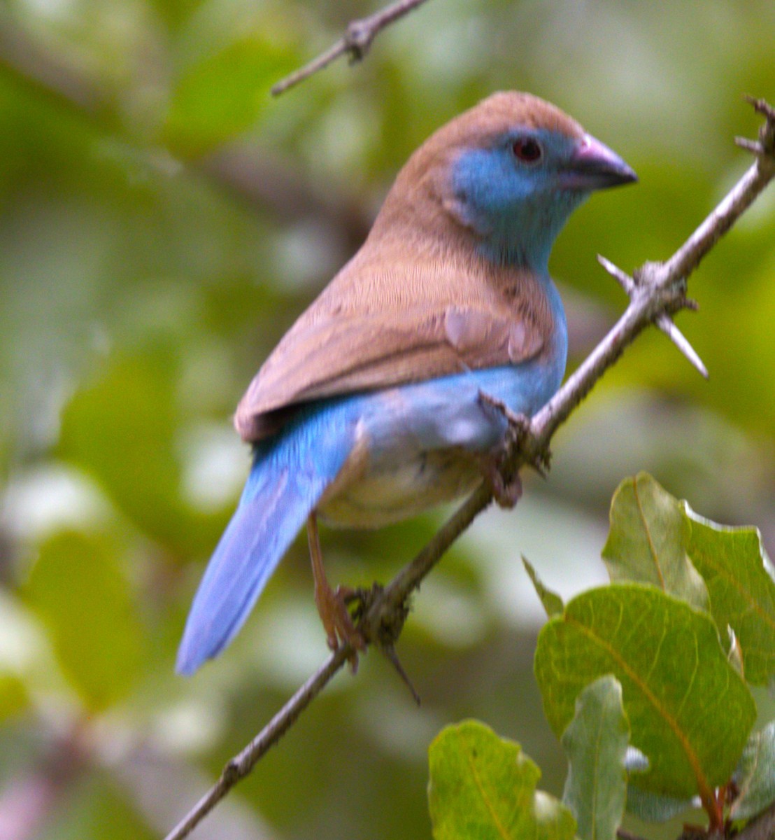 Southern Cordonbleu - ML615392262