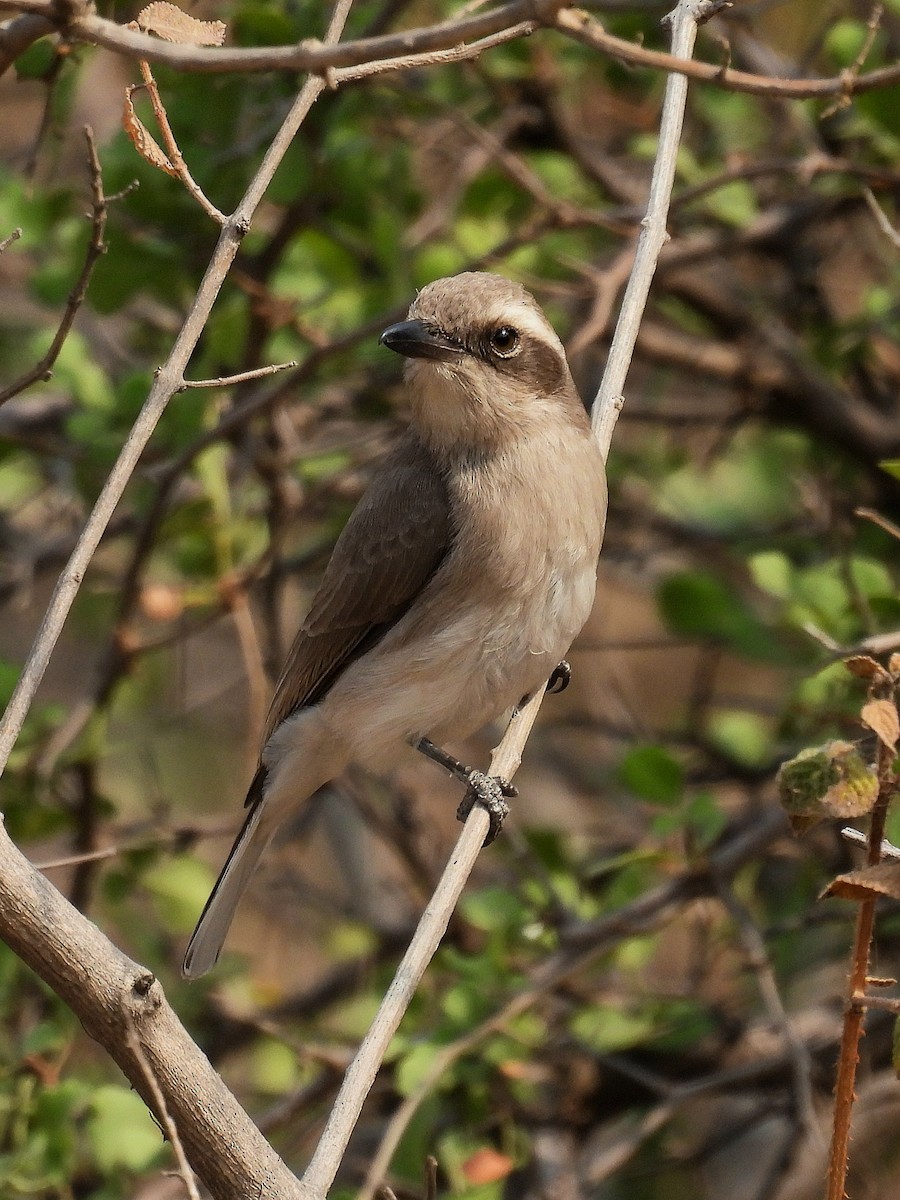 Common Woodshrike - Charuta Vaidya