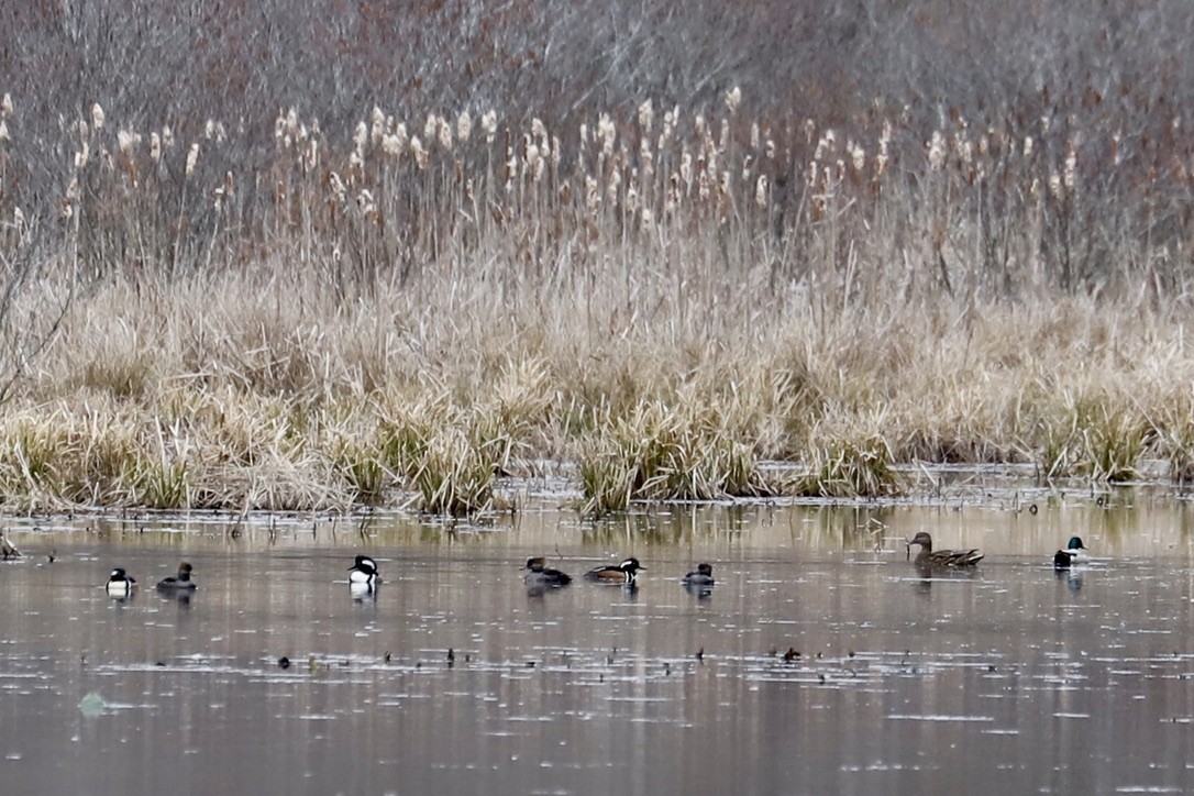 Hooded Merganser - ML615392276