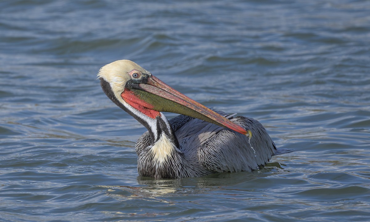 pelikán hnědý - ML615392277