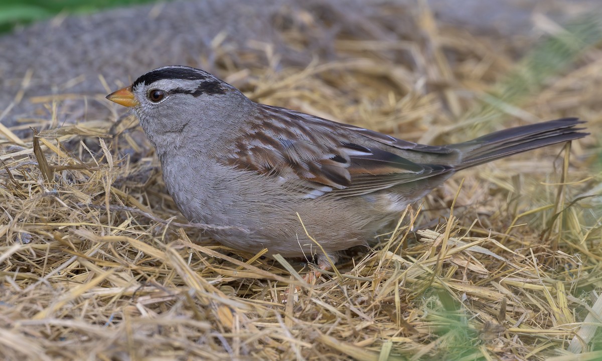 White-crowned Sparrow - ML615392291