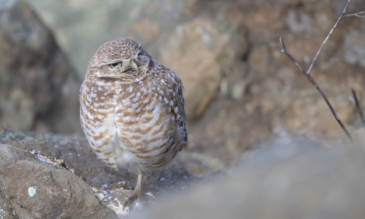 Burrowing Owl - Becky Matsubara