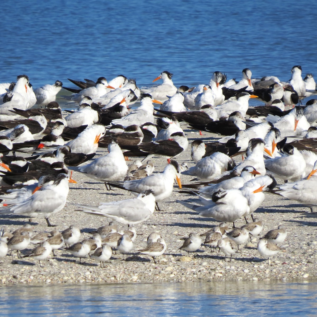 Royal Tern - Herb Myers