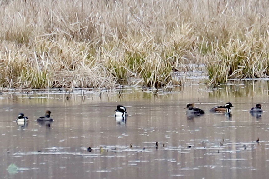Hooded Merganser - ML615392324