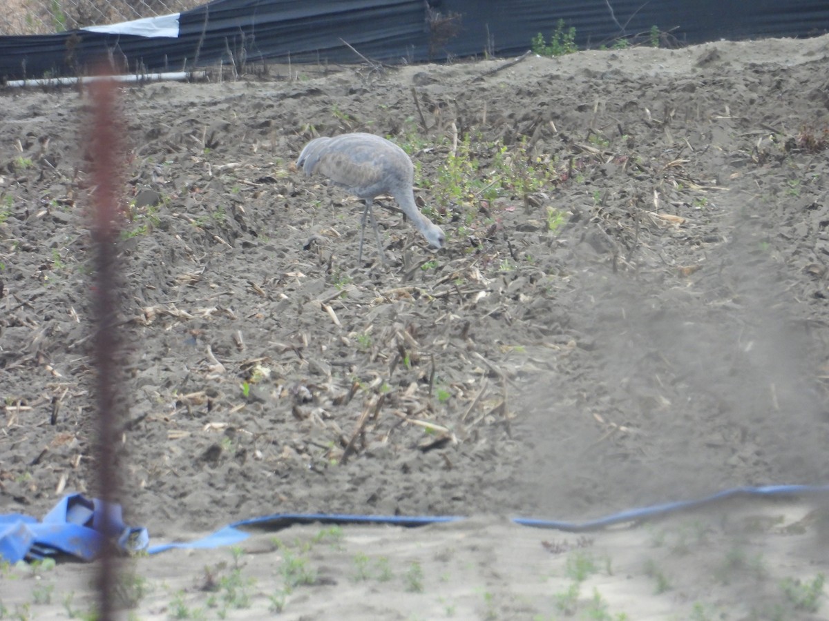 Sandhill Crane - ML615392341