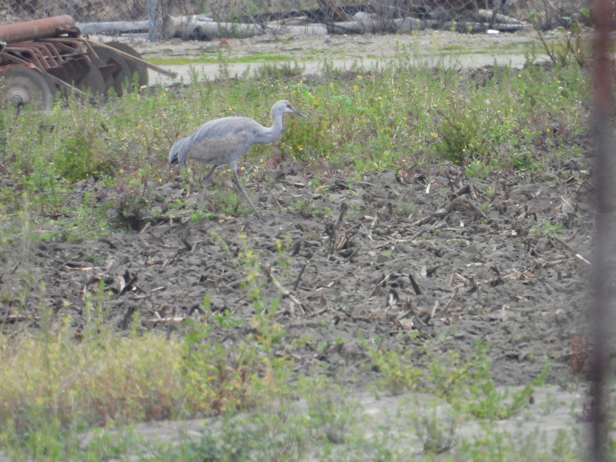 Sandhill Crane - ML615392354