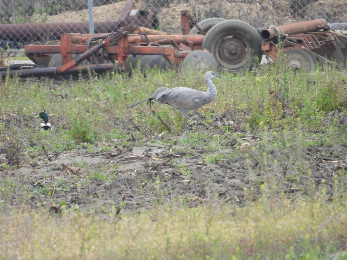 Sandhill Crane - ML615392374