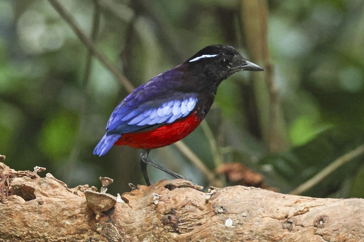 Black-crowned Pitta - ML615392387