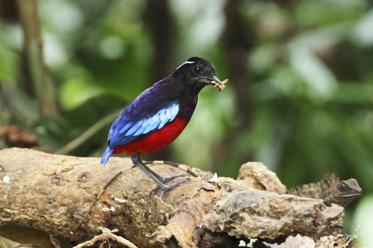 Black-crowned Pitta - ML615392389