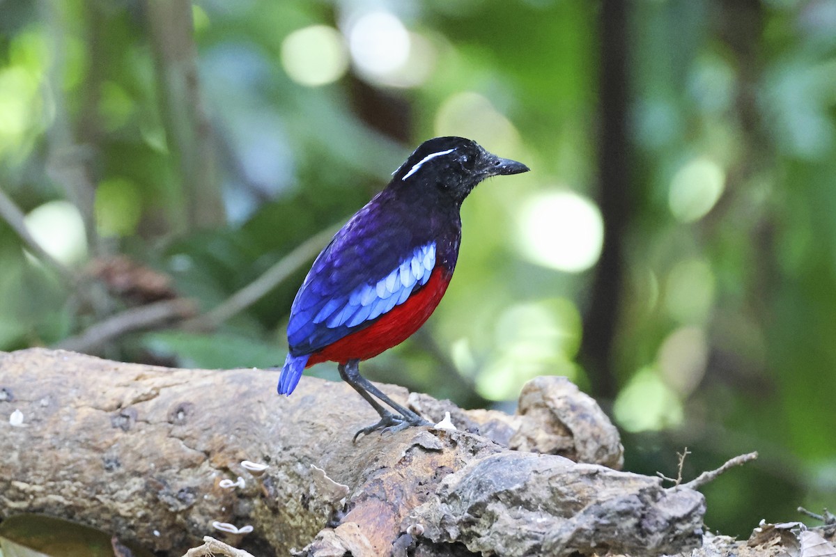 Black-crowned Pitta - ML615392392