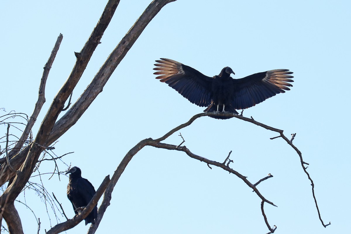 Black Vulture - ML615392427