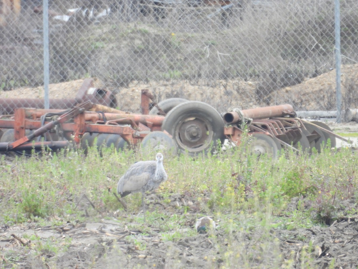 Sandhill Crane - ML615392501