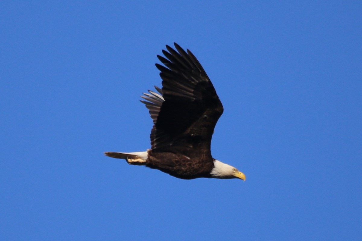 Bald Eagle - ML615392509