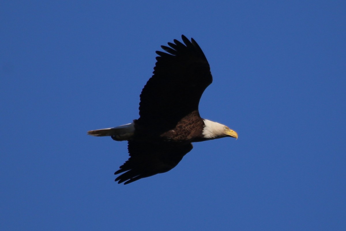 Bald Eagle - ML615392510
