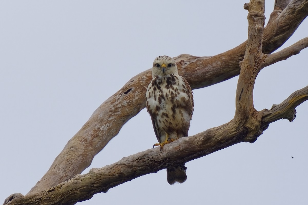 Gray-lined Hawk - Holger Teichmann