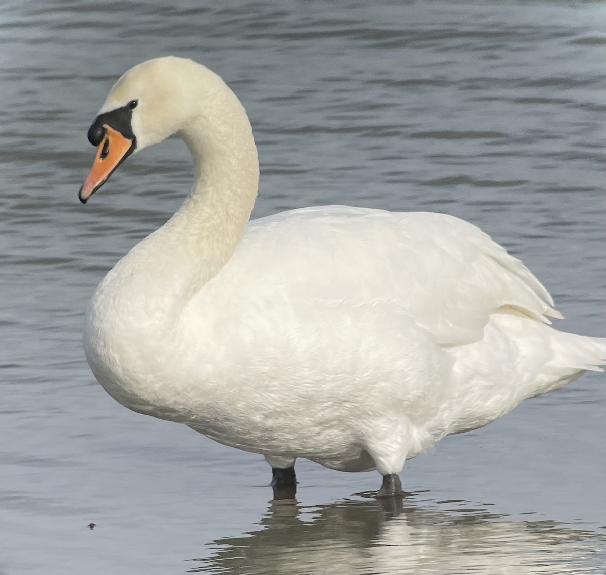 Mute Swan - ML615392583