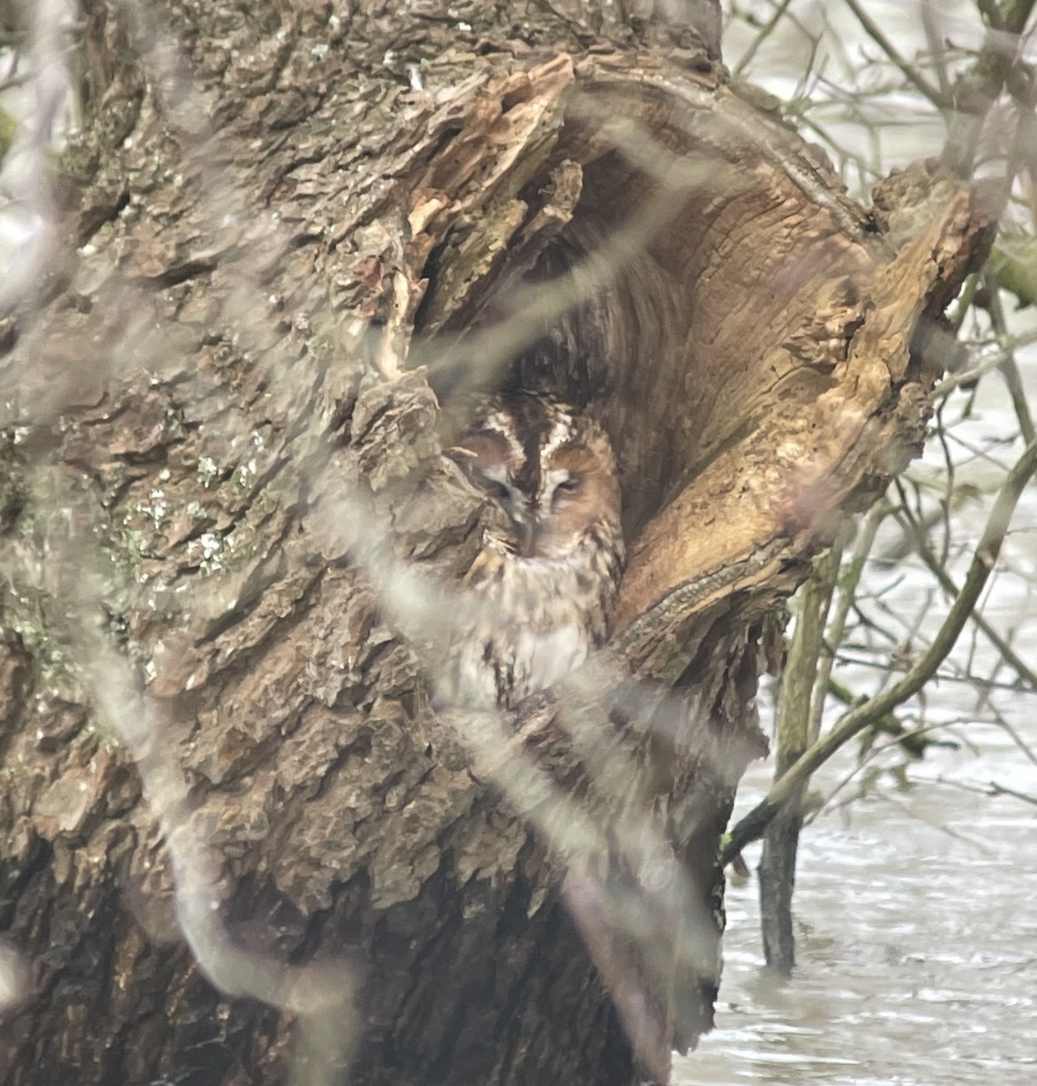 Tawny Owl - ML615392593