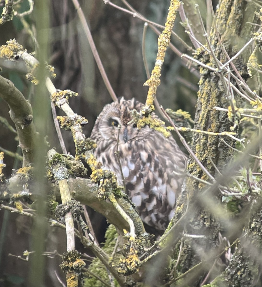 Short-eared Owl - Garry Nobbs