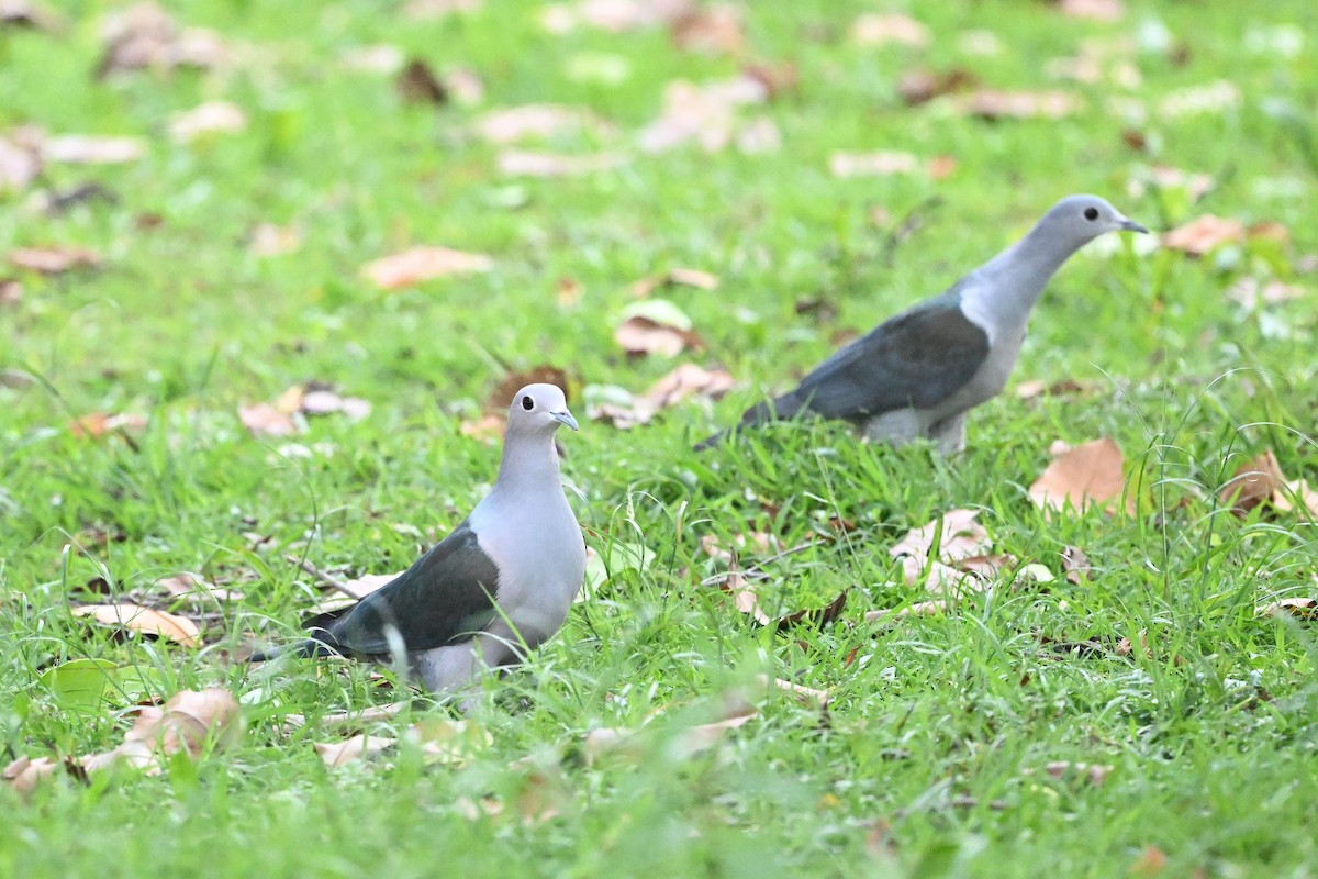 Green Imperial-Pigeon (Green) - Zhao-Hui(釗輝) LIN(林)